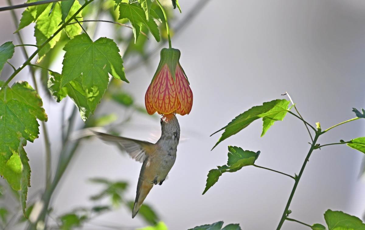 Rufous Hummingbird - ML627407329