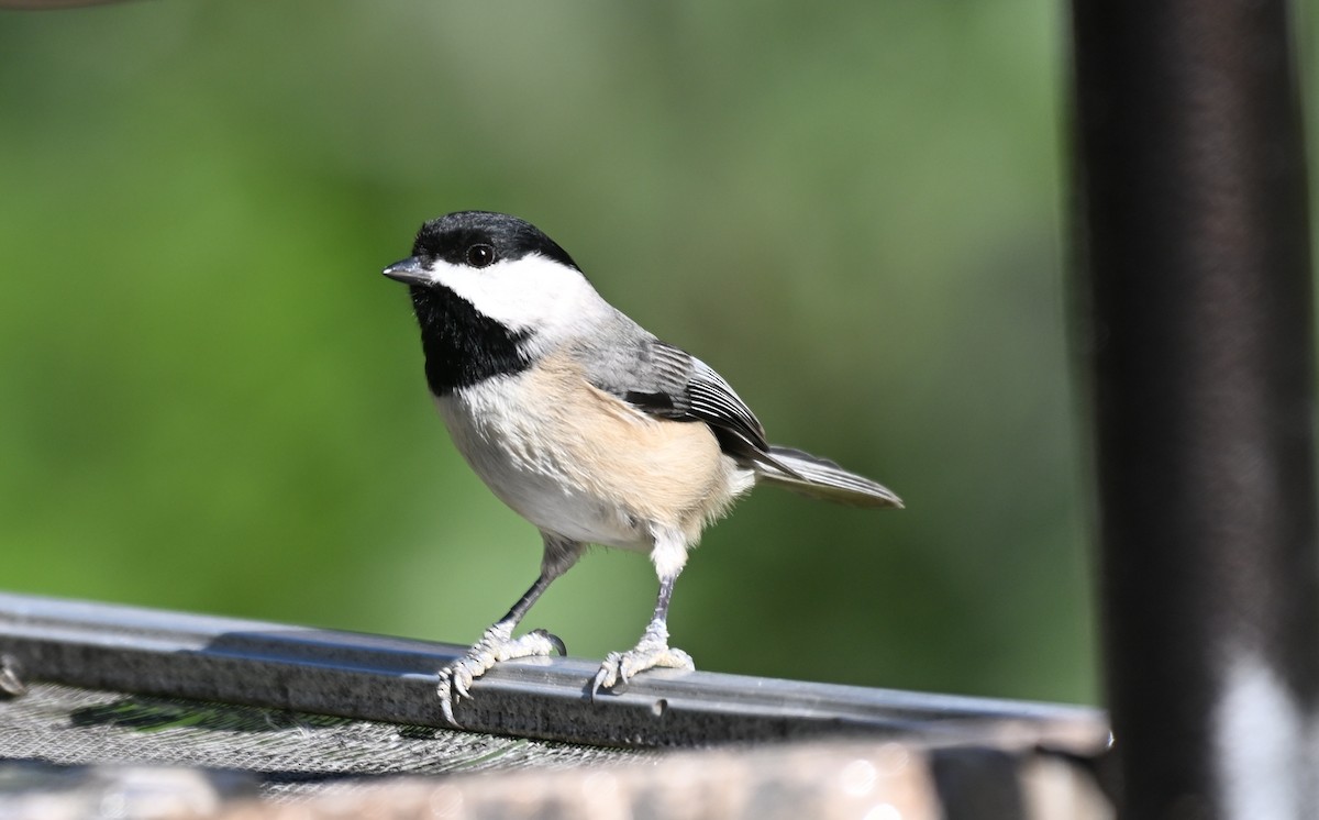 Carolina Chickadee - ML627407336