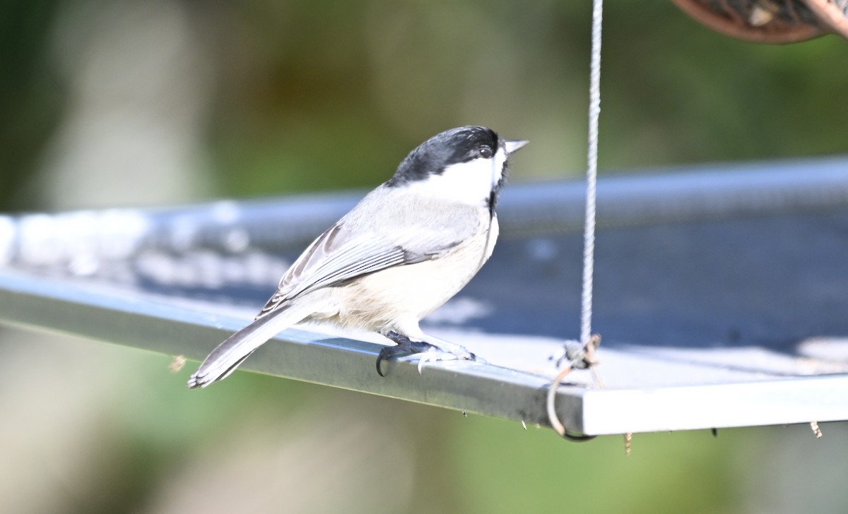 Carolina Chickadee - ML627407337