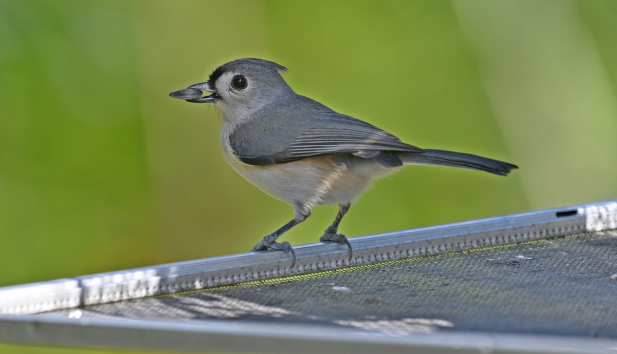 Tufted Titmouse - ML627407353