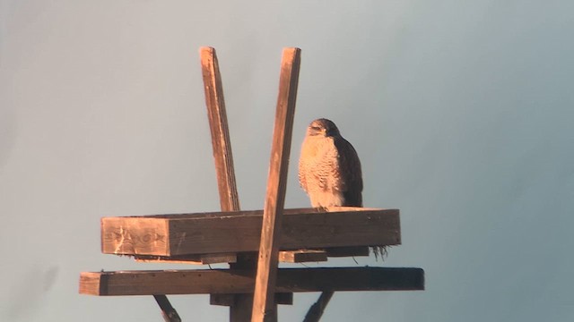 Ferruginous Hawk - ML627407463