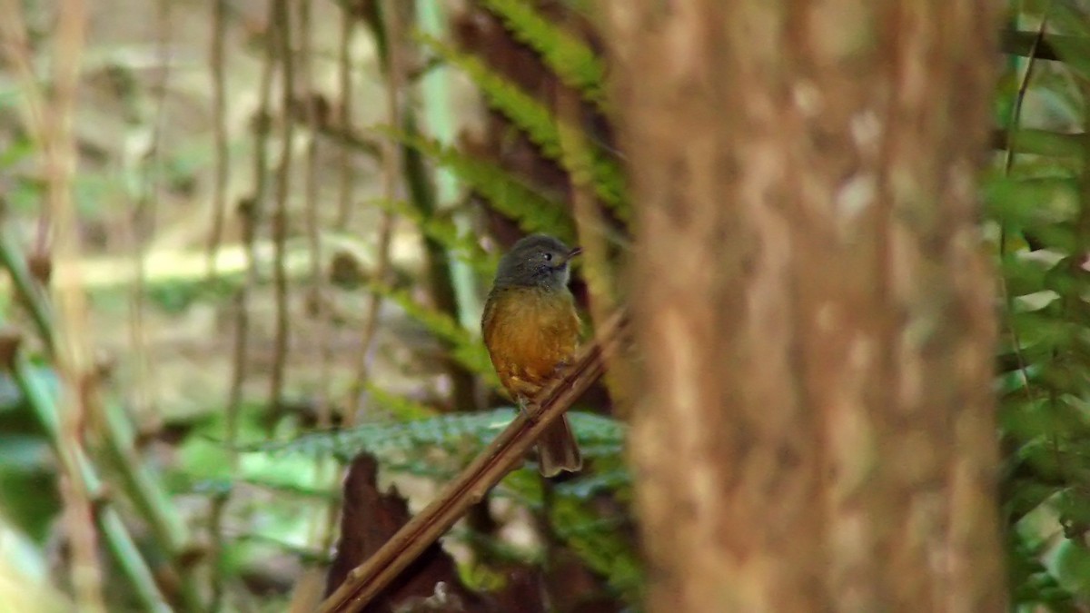 Gray-hooded Flycatcher - ML627407525