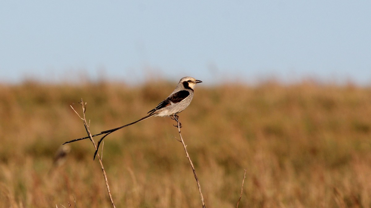 Streamer-tailed Tyrant - ML627407604