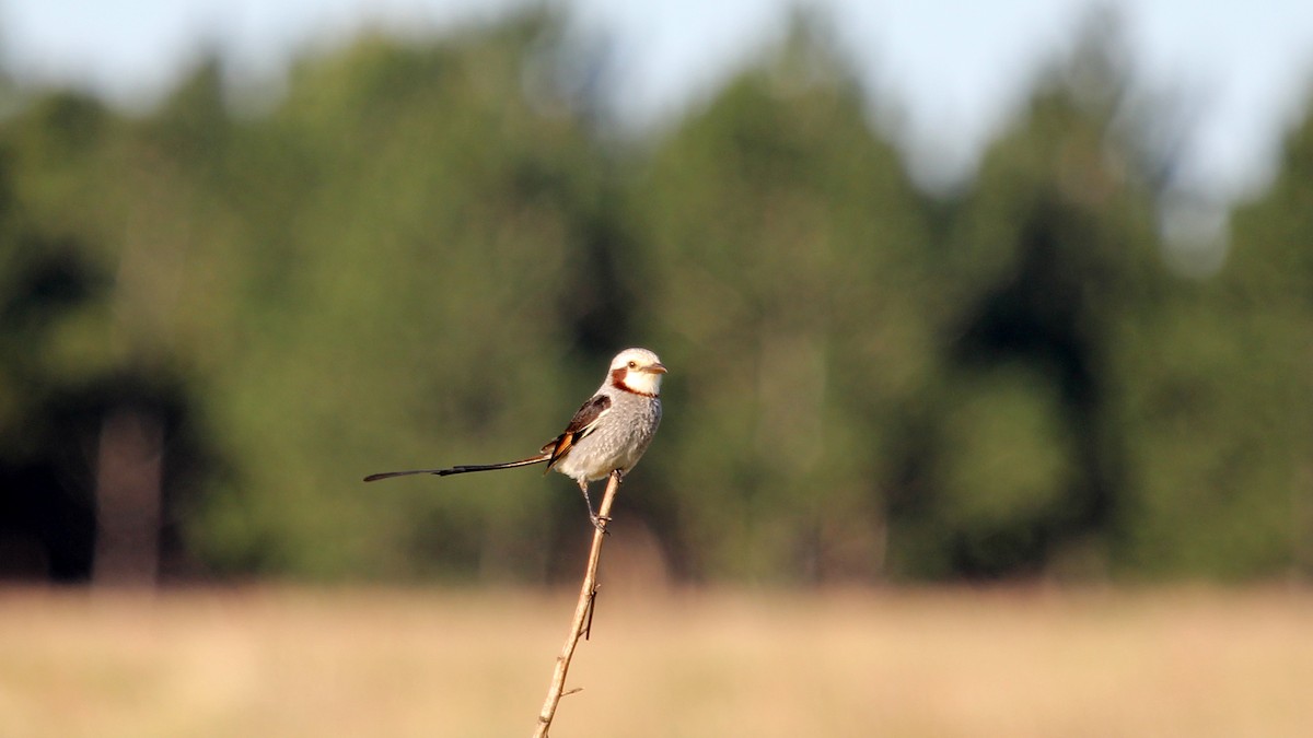 Streamer-tailed Tyrant - ML627407605