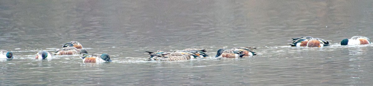 Northern Shoveler - ML627407615