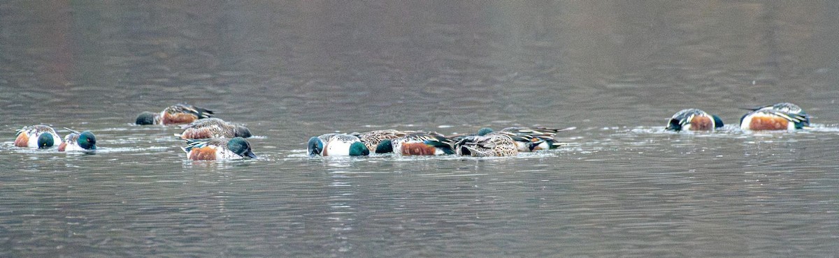 Northern Shoveler - ML627407617