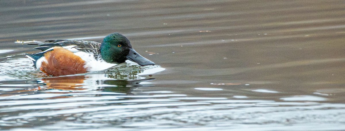 Northern Shoveler - ML627407618
