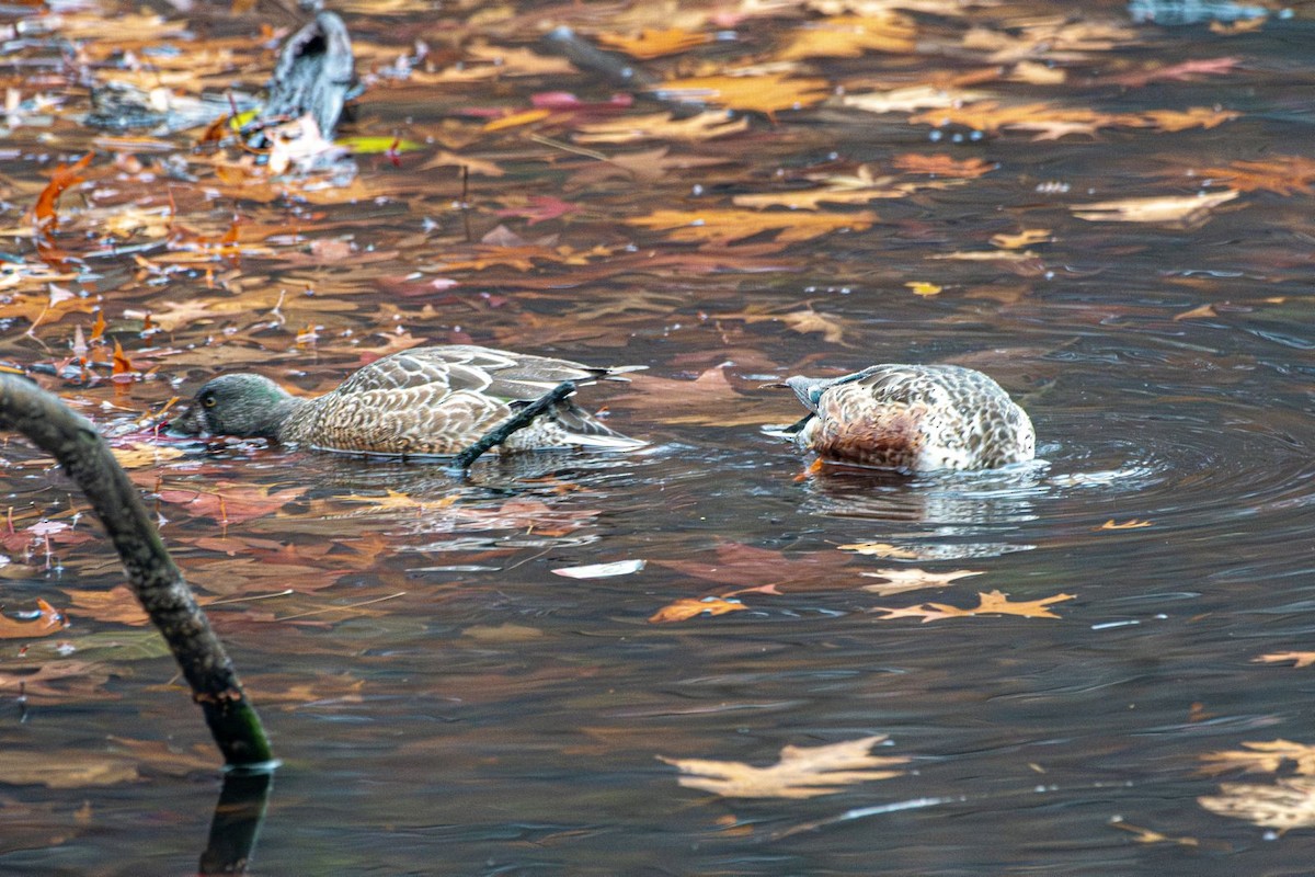 Northern Shoveler - ML627407621