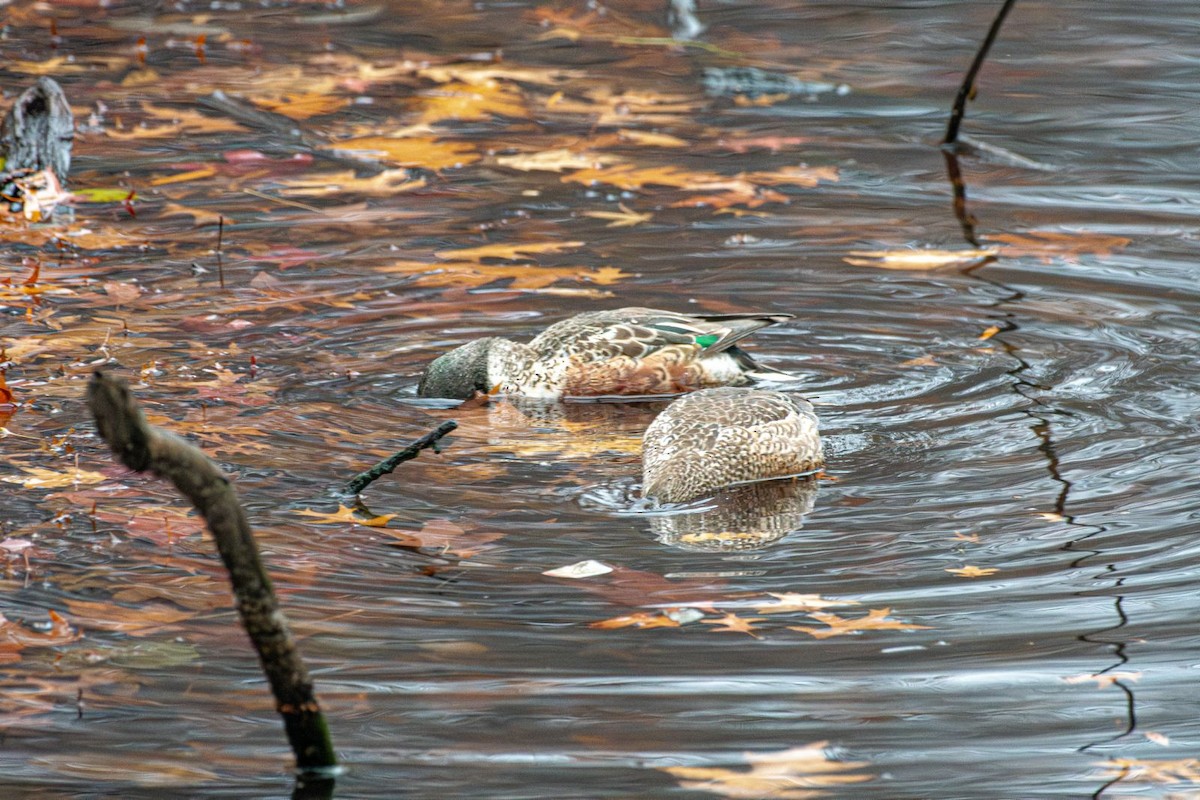Northern Shoveler - ML627407623
