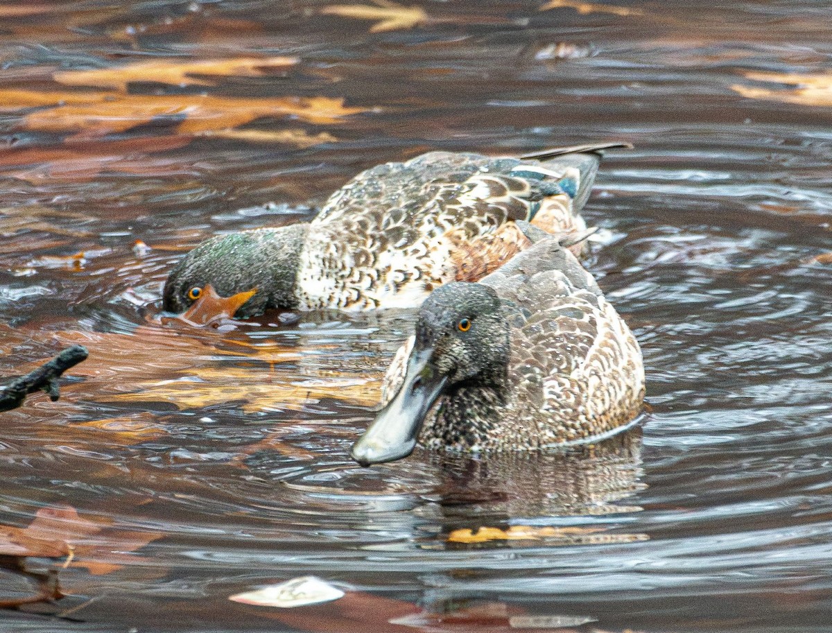 Northern Shoveler - ML627407626