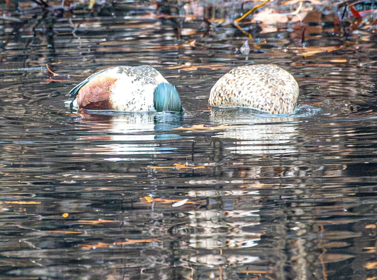 Northern Shoveler - ML627407627