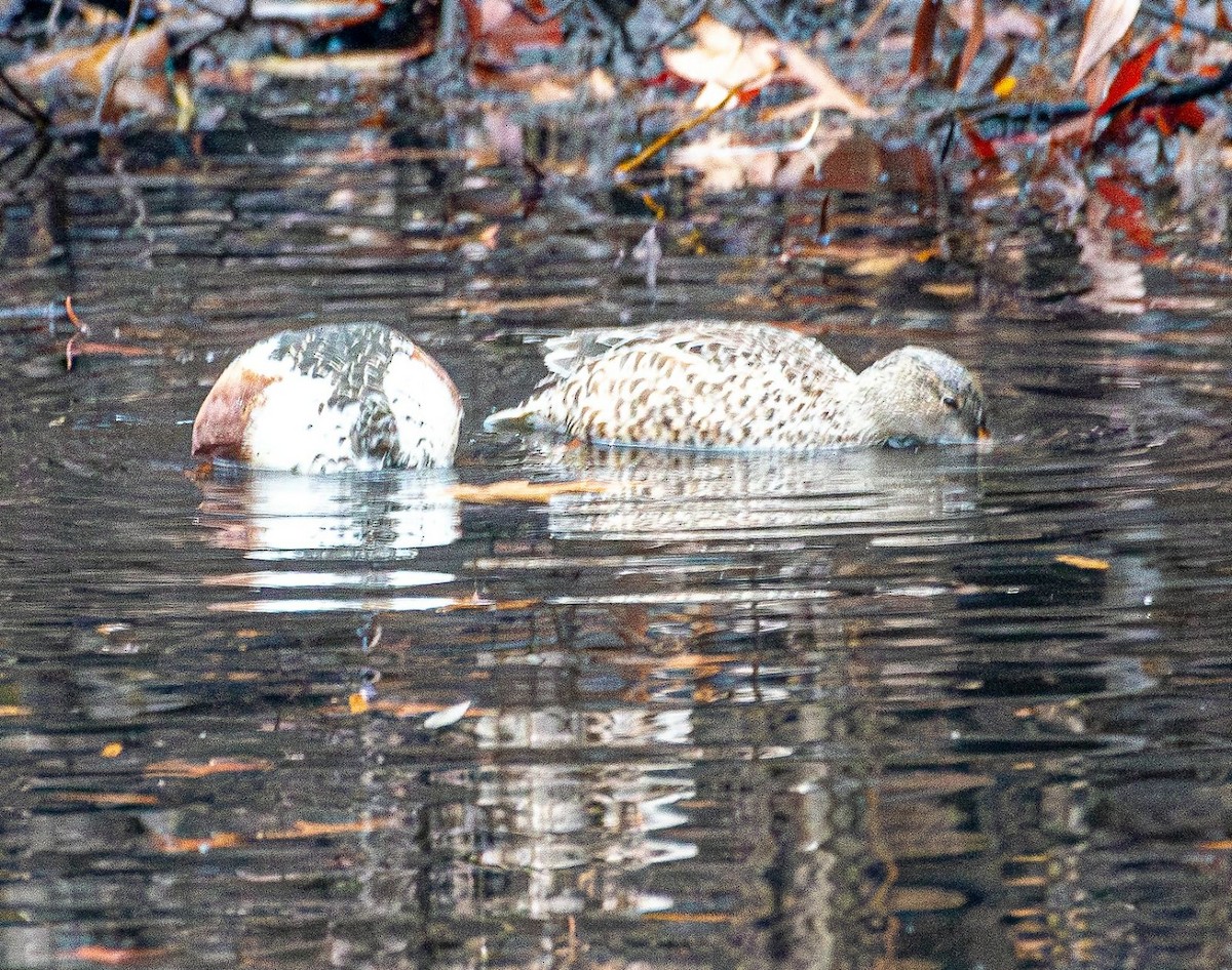 Northern Shoveler - ML627407628