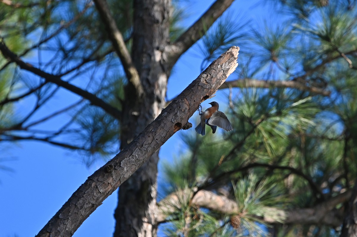 Eastern Bluebird - ML627407657