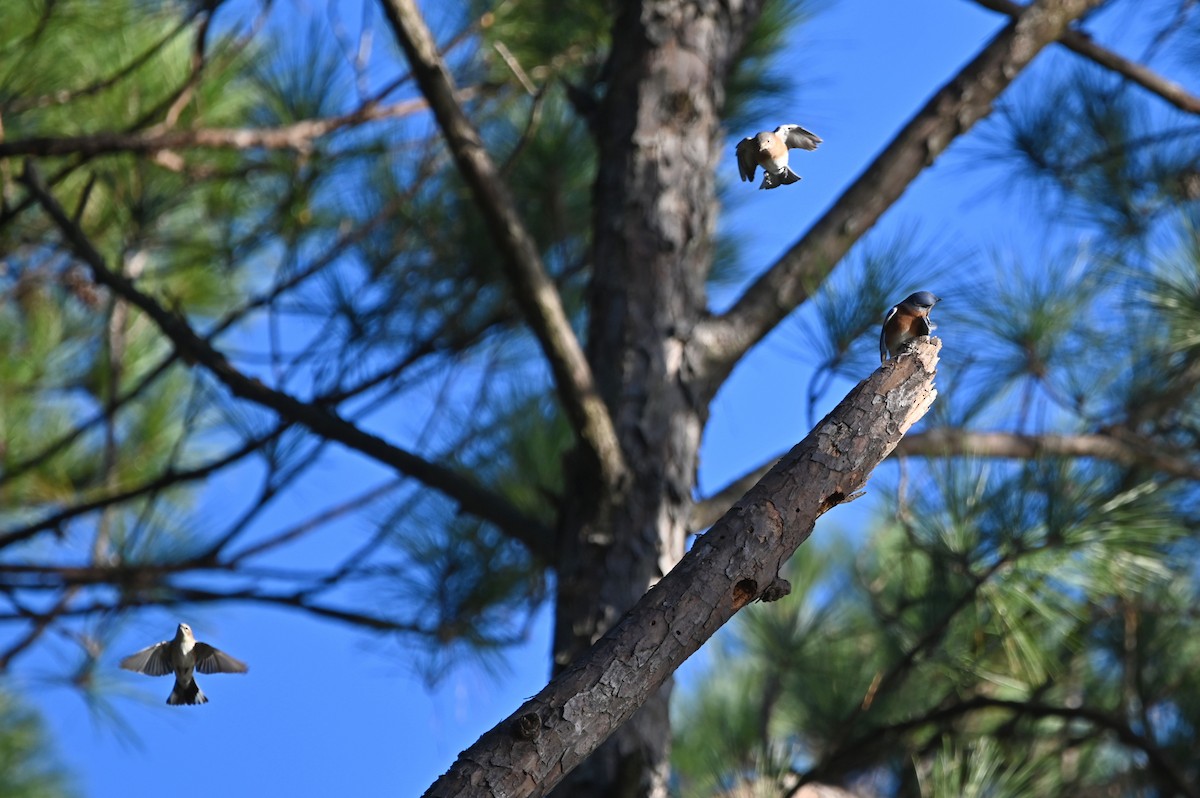 Eastern Bluebird - ML627407658