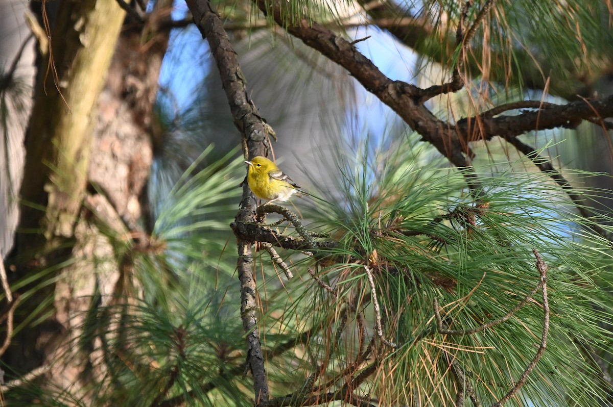 Pine Warbler - ML627407667