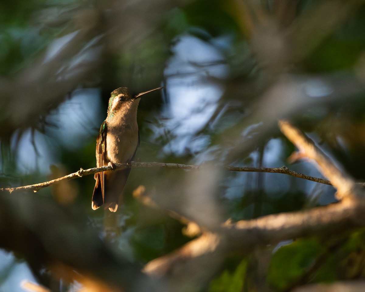 Red-billed Emerald - ML627407894