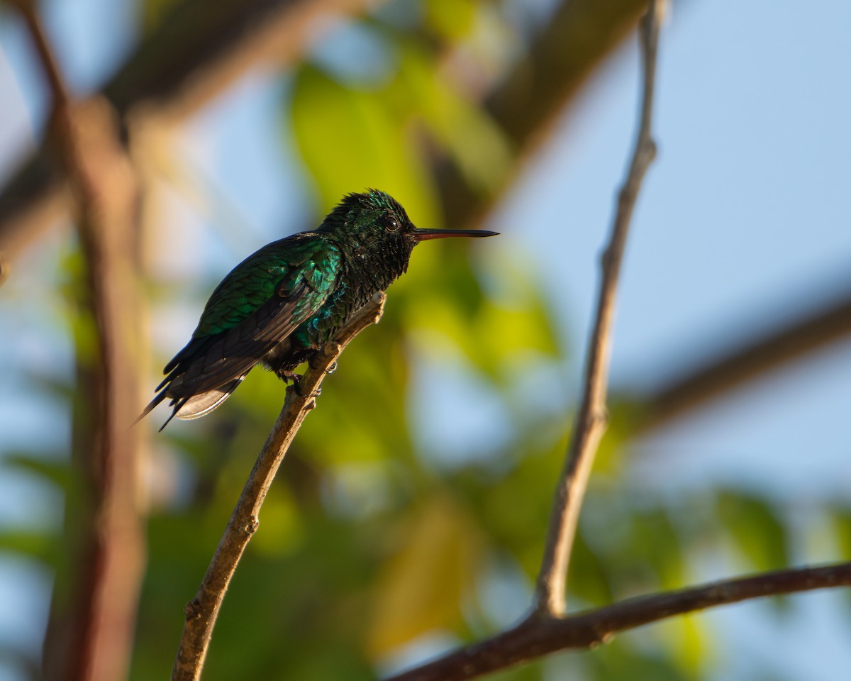 Red-billed Emerald - ML627408079