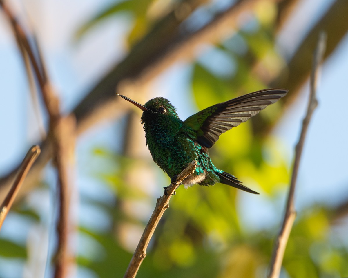 Red-billed Emerald - ML627408129