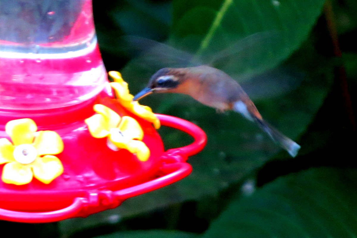 Rufous-breasted Hermit - ML627408138