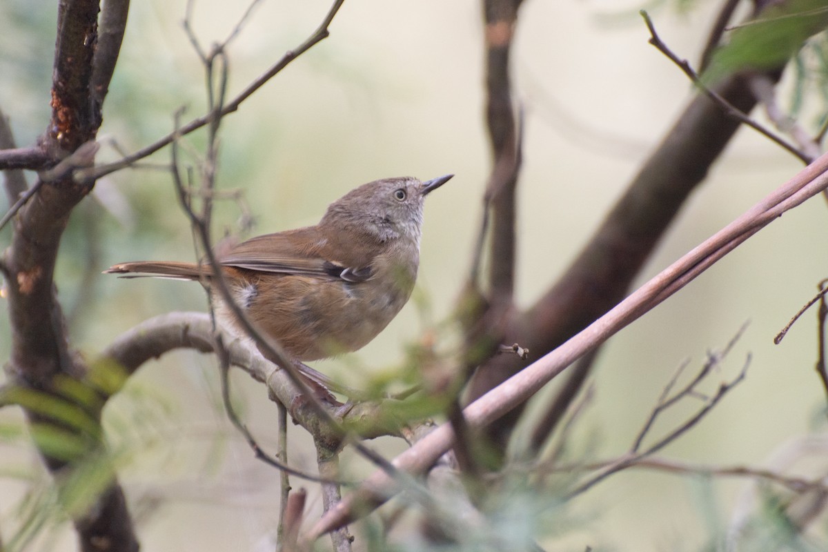 White-browed Scrubwren (White-browed) - ML627408242