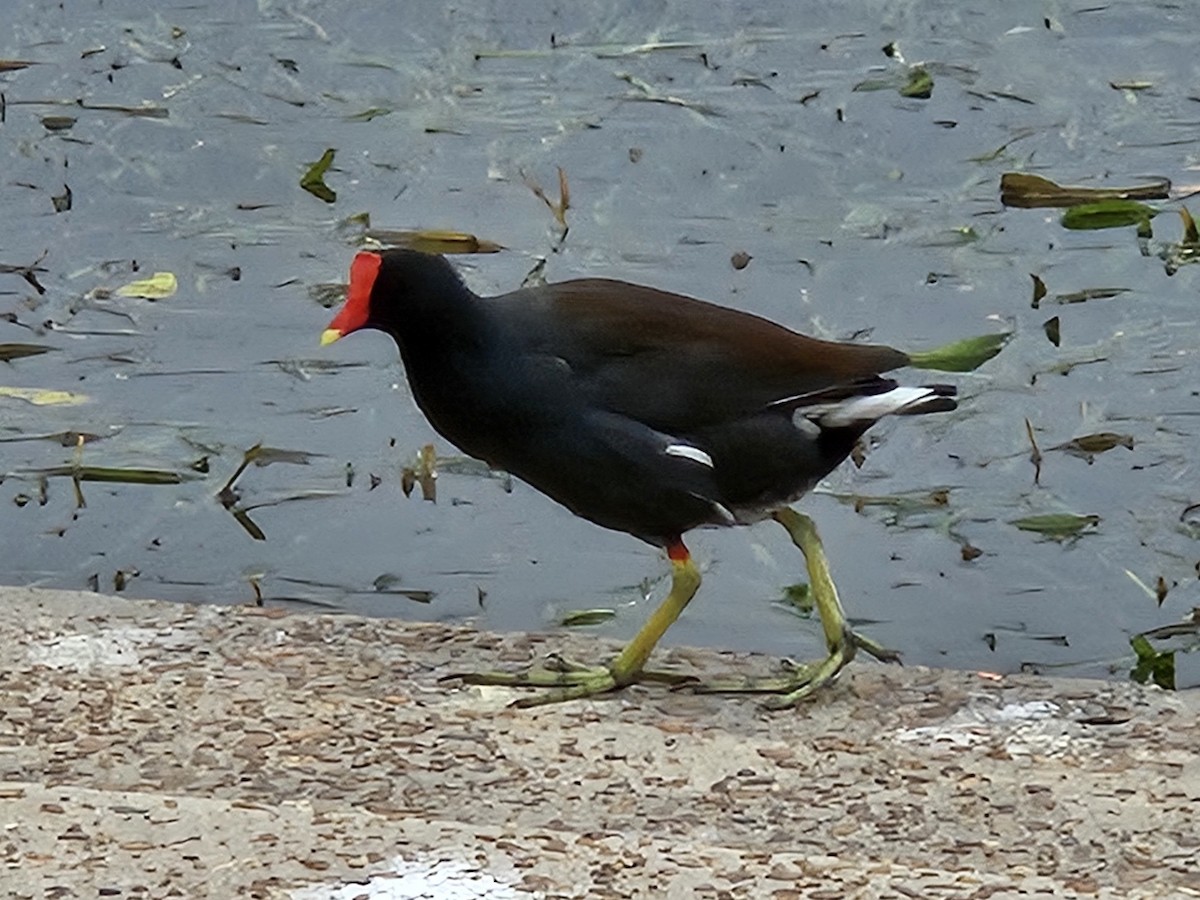 Common Gallinule - ML627408400