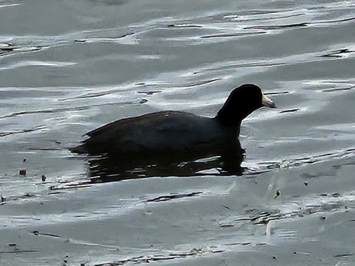 American Coot - ML627408404