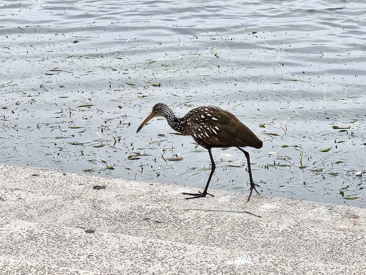 Limpkin - ML627408411