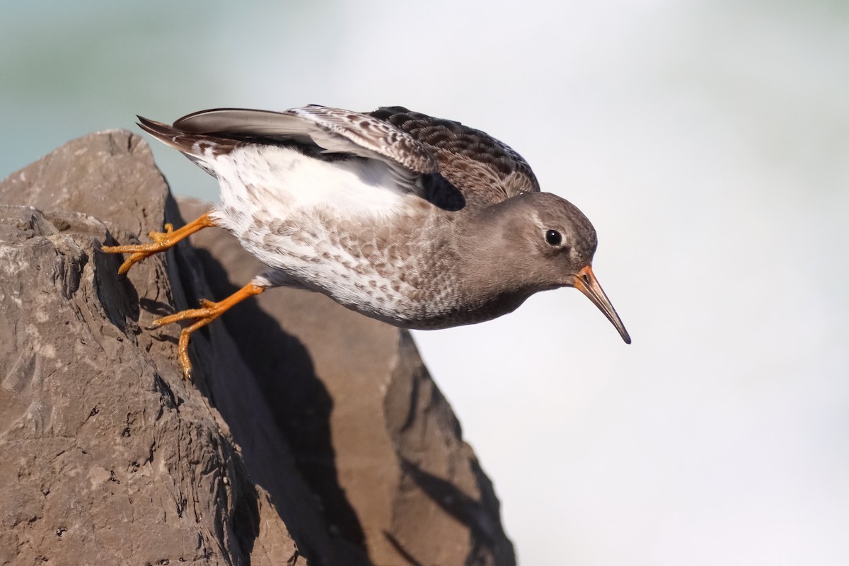 Meerstrandläufer - ML627408453