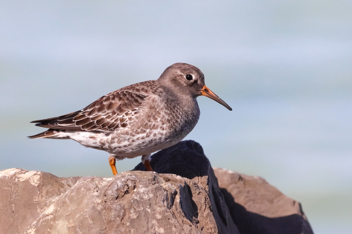 Meerstrandläufer - ML627408459