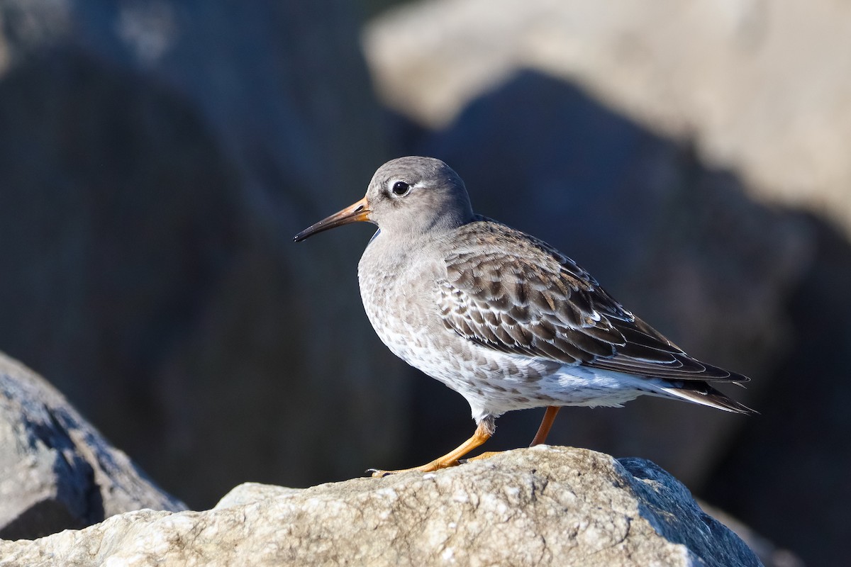 Meerstrandläufer - ML627408461