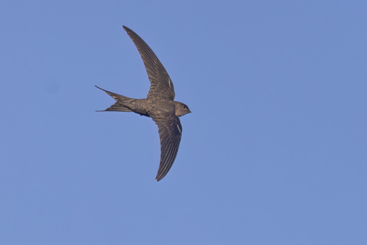 Malagasy Palm Swift - ML627408476