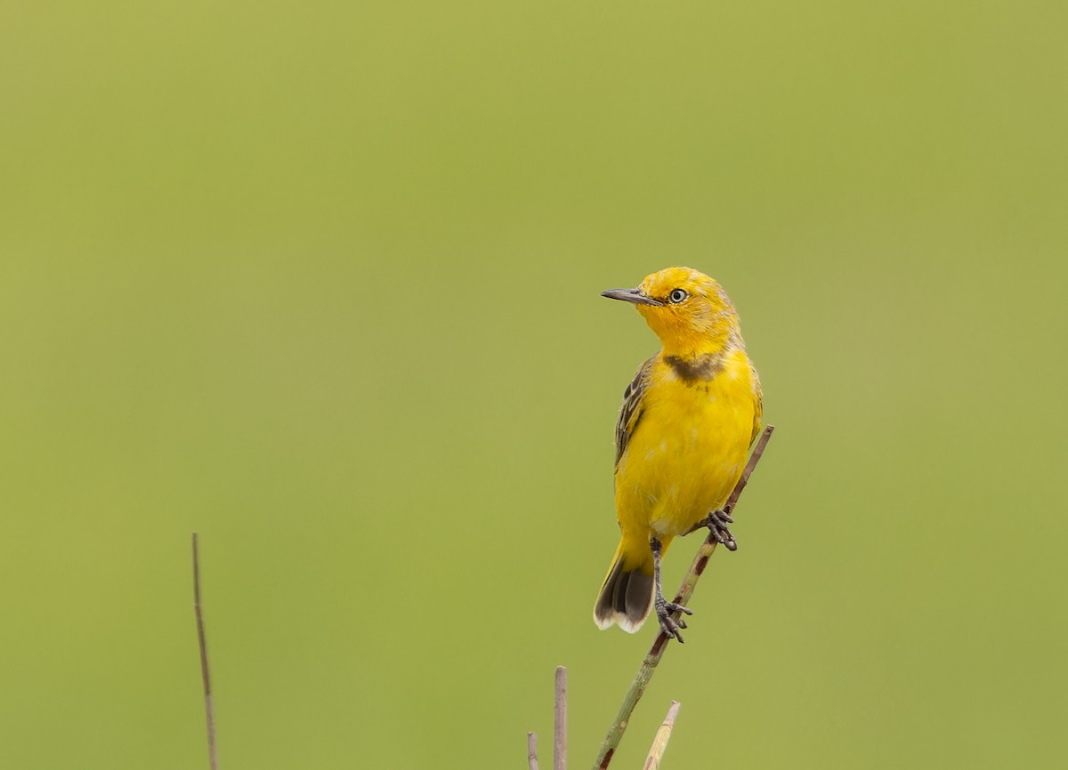 Yellow Chat - ML627408526