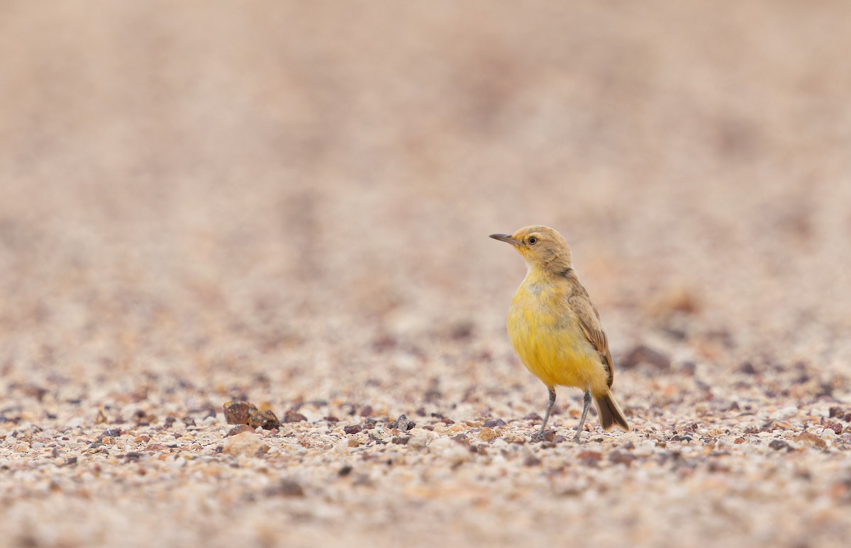 Gibberbird - ML627408648
