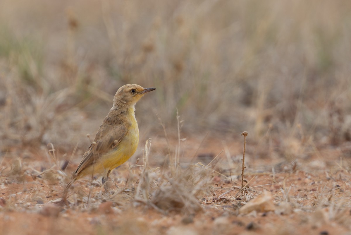 Gibberbird - ML627408650