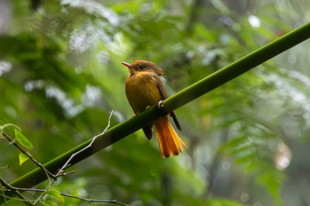 Atlantic Royal Flycatcher - ML627408677