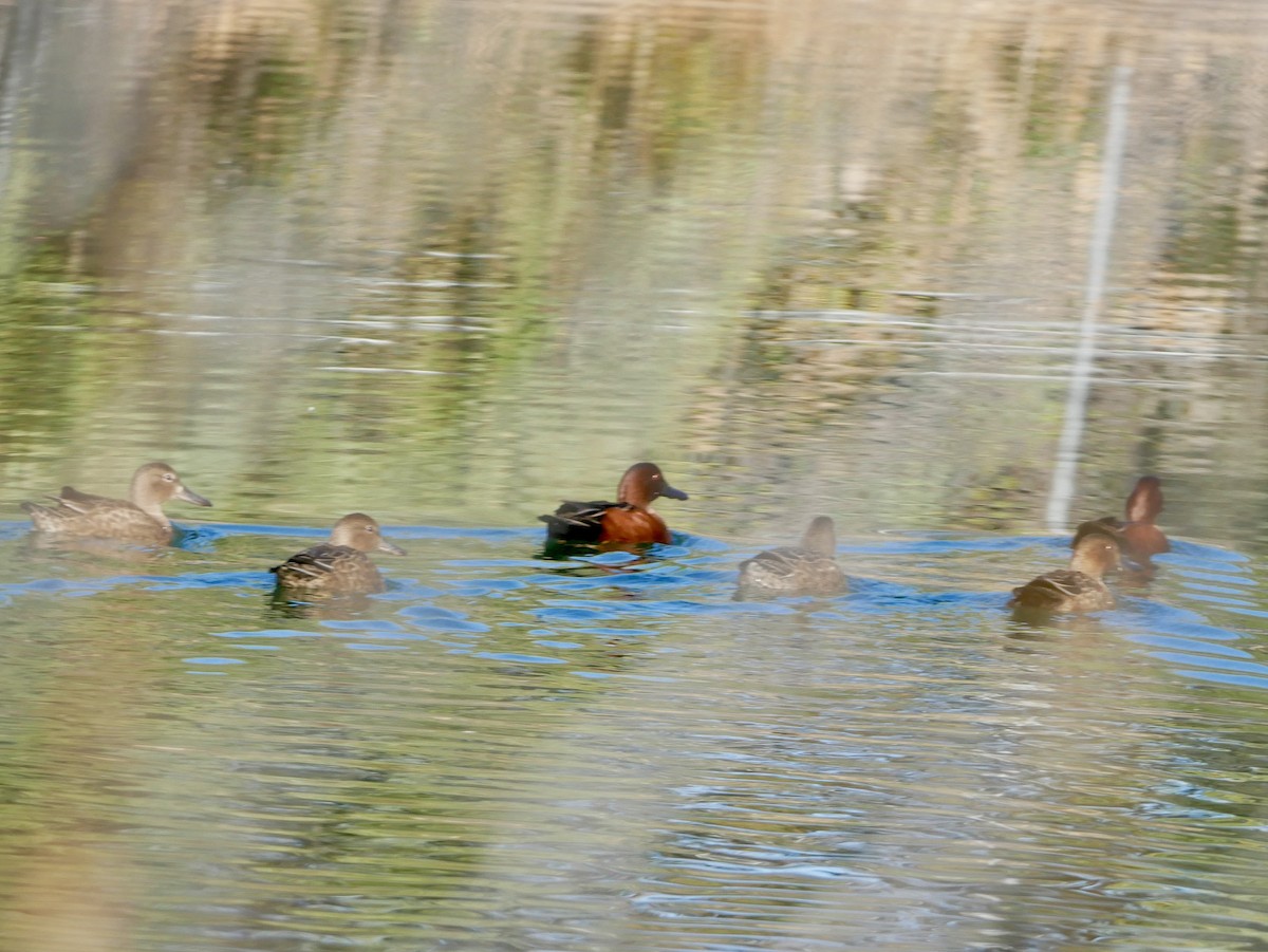 Cinnamon Teal - ML627408691