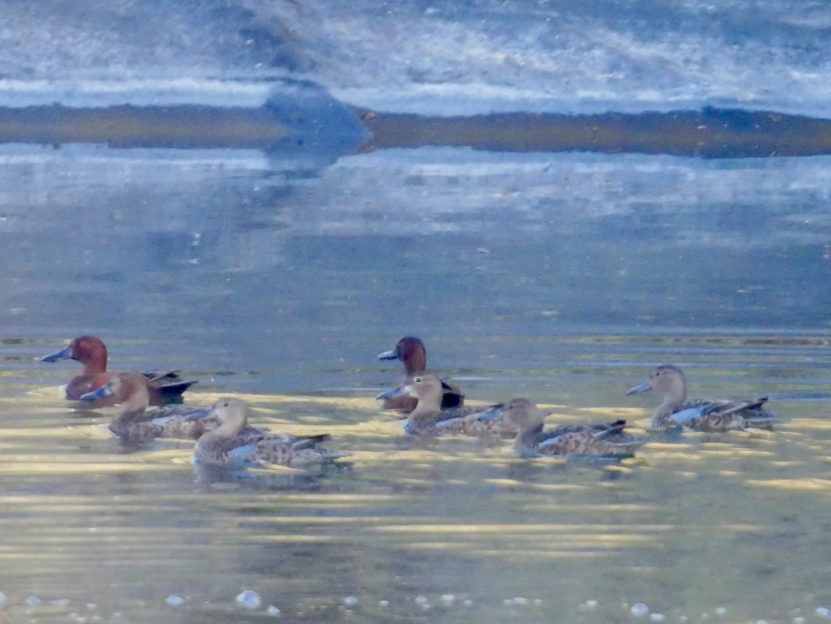 Cinnamon Teal - ML627408692