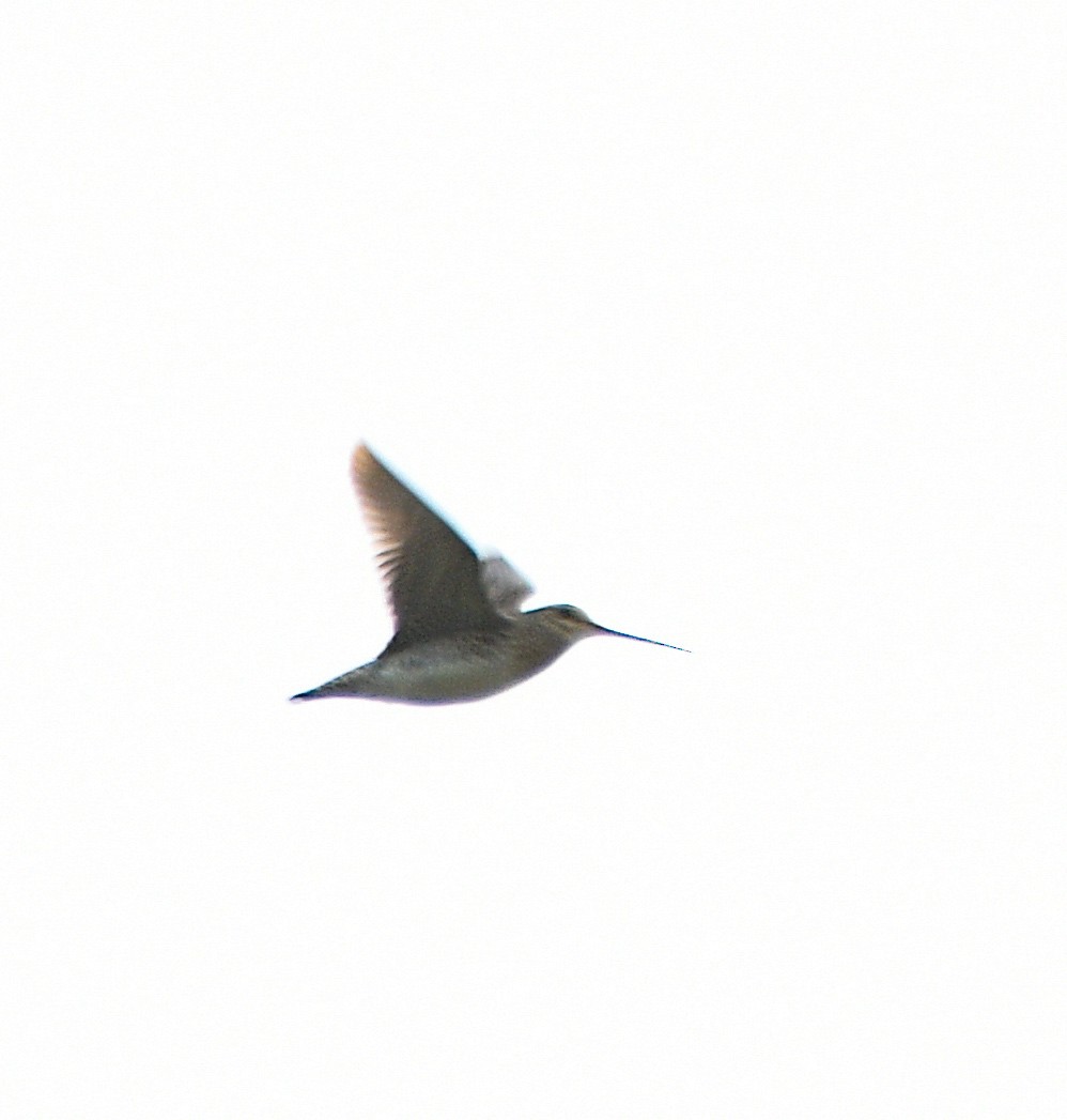 Magellanic Snipe - ML627408773