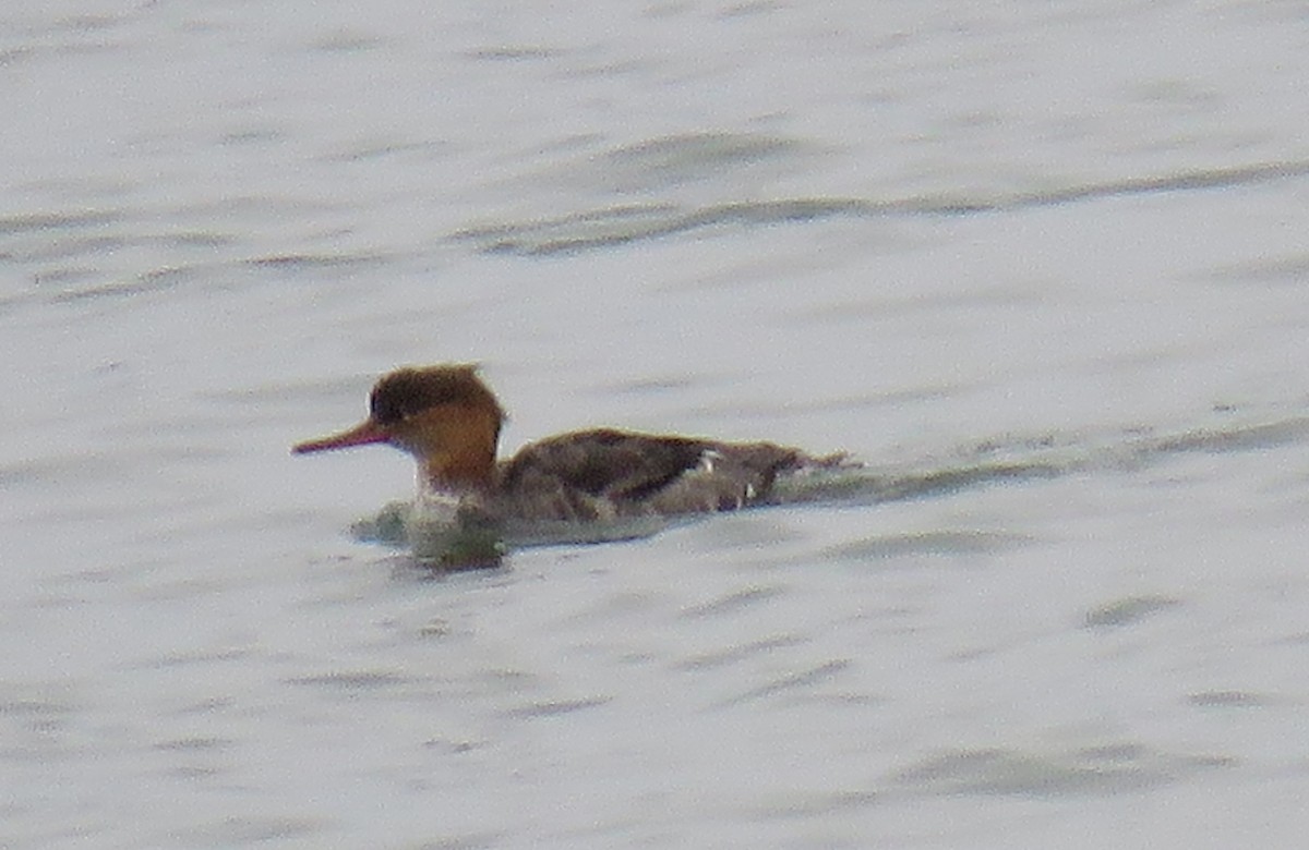 Сэвгэр бохио - ML627408894