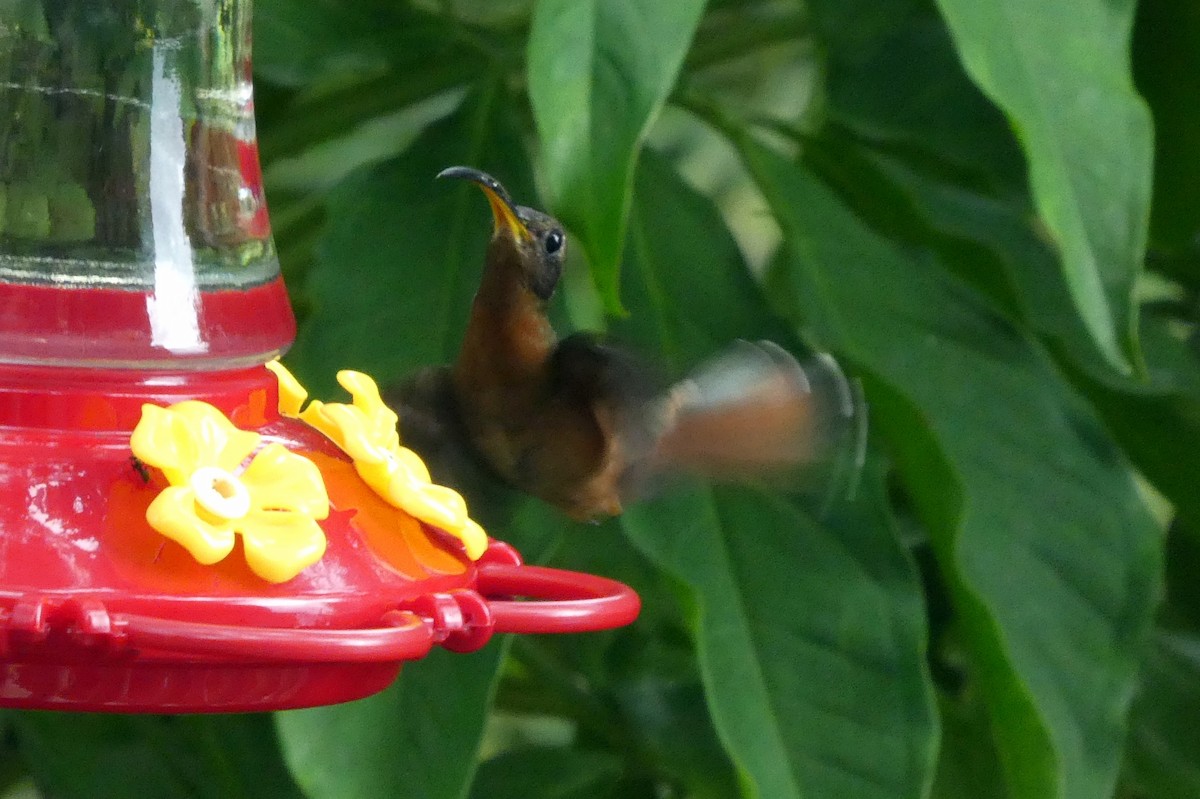 Rufous-breasted Hermit - ML627408936