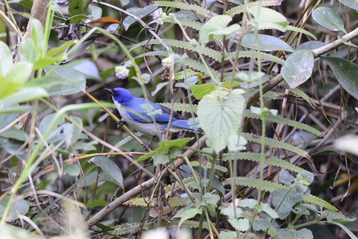 Madagascar Blue Vanga - ML627408976