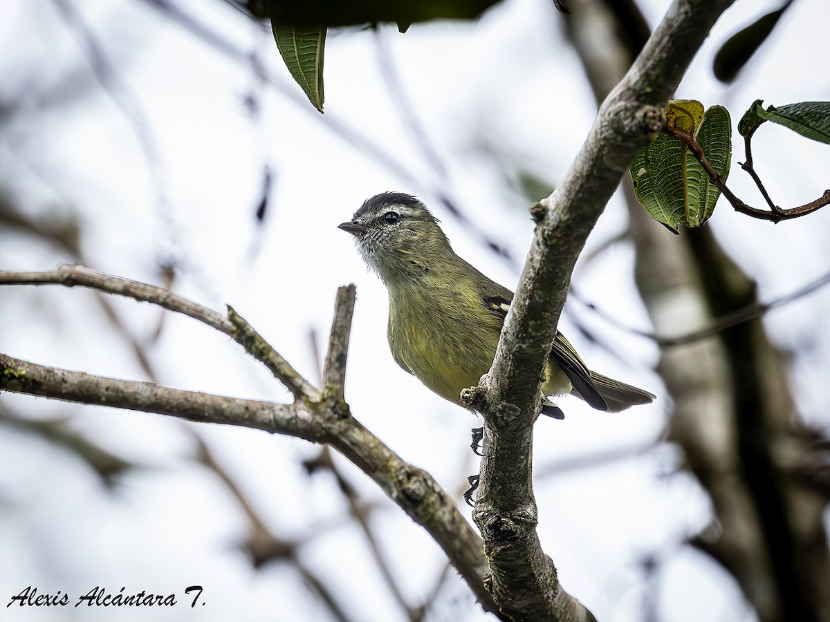 Black-capped Tyrannulet - ML627408989