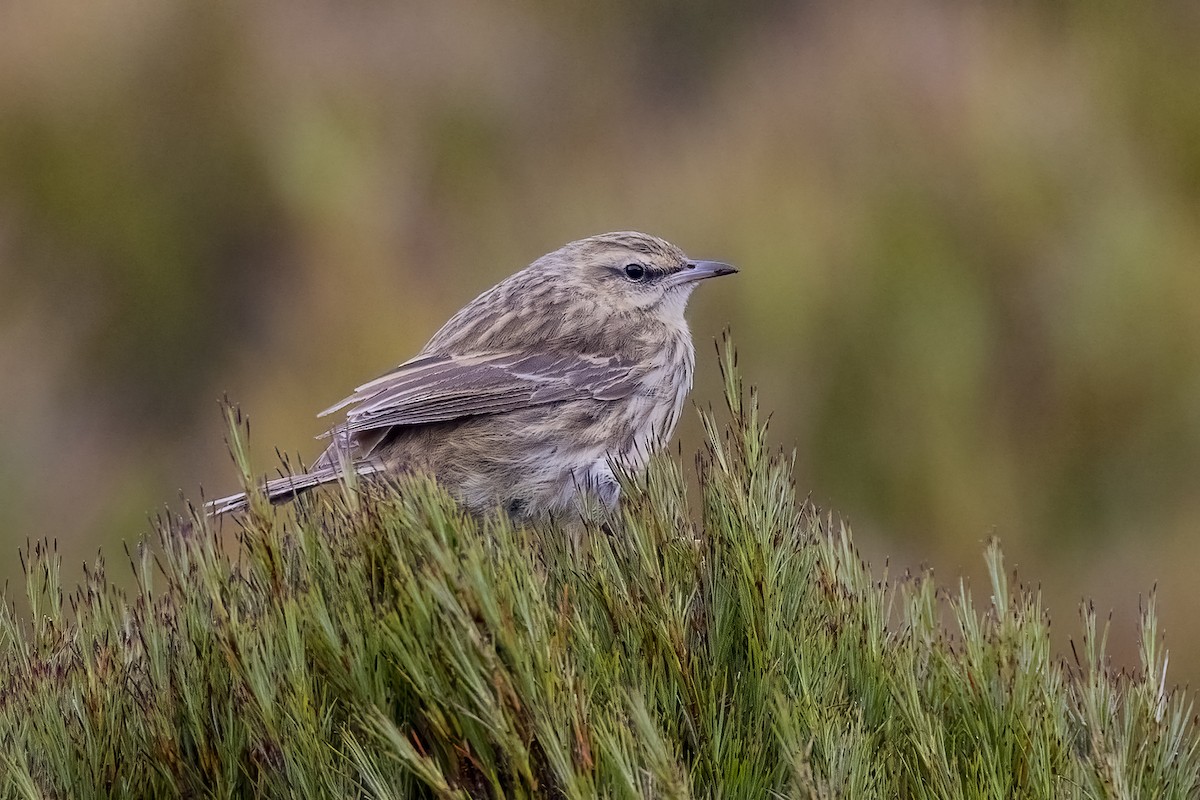 New Zealand Pipit - ML627409130