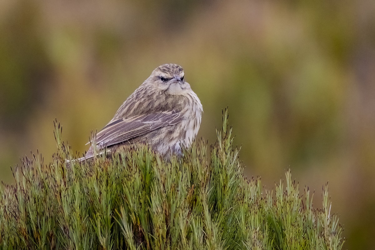 New Zealand Pipit - ML627409131