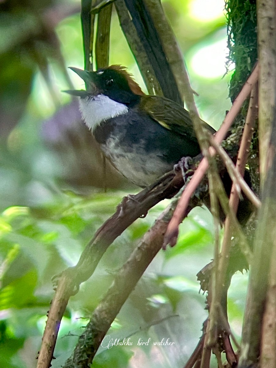Chestnut-capped Brushfinch - ML627409226
