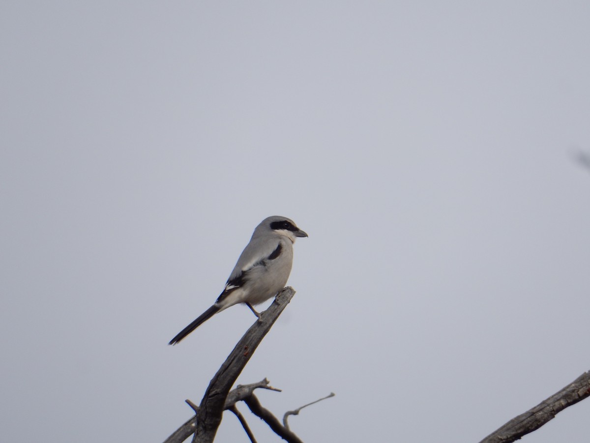 Loggerhead Shrike - ML627409227