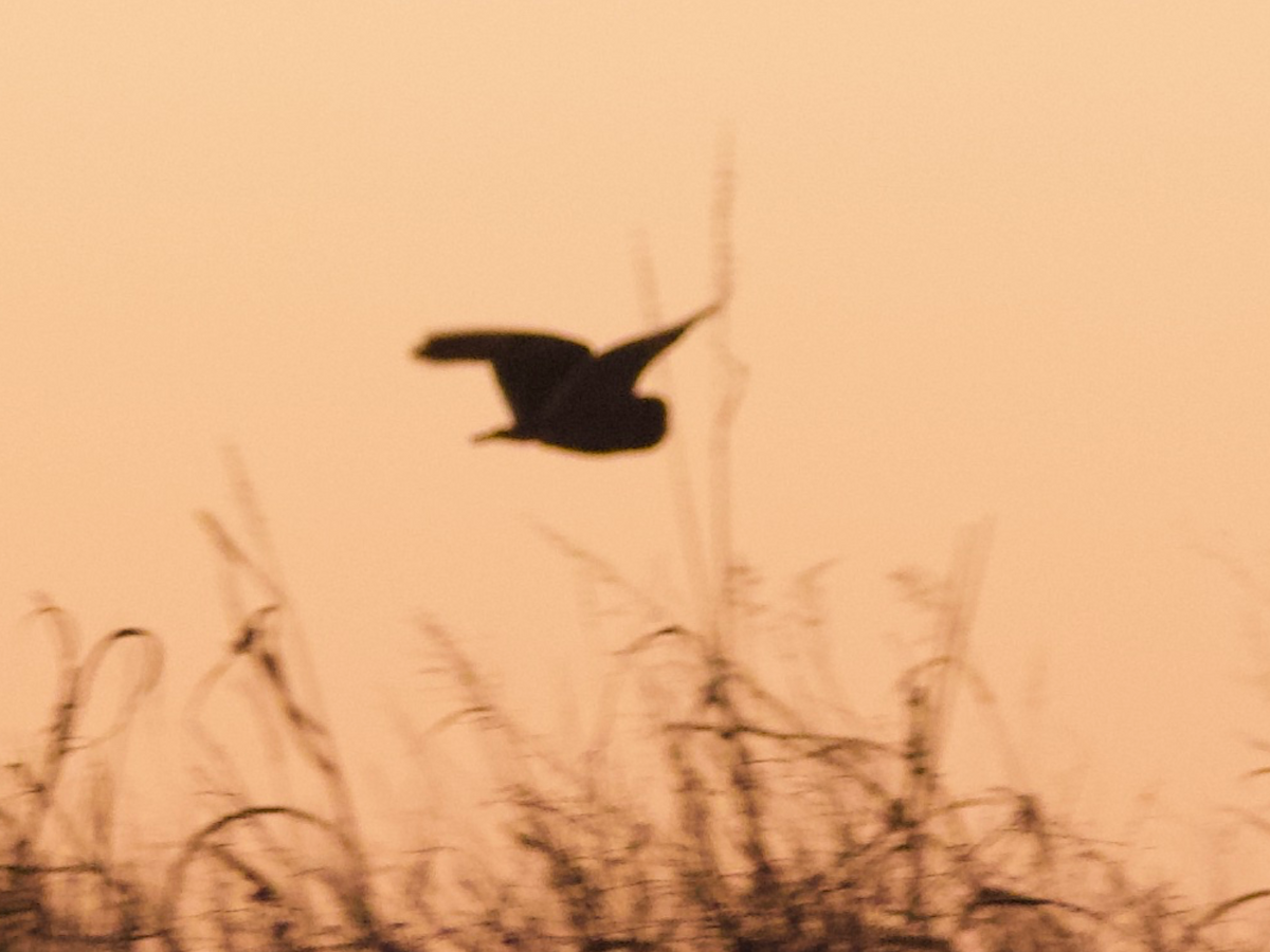 Short-eared Owl - ML627409255