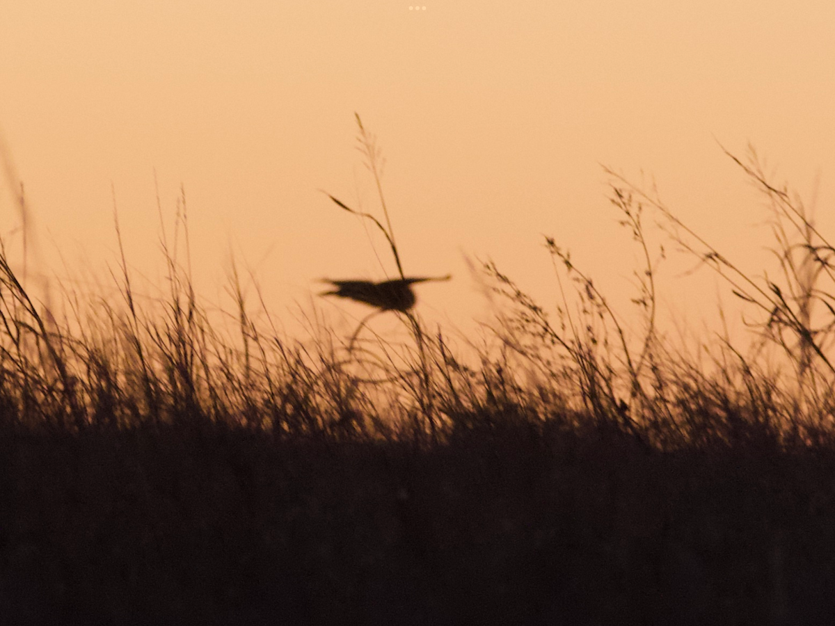 Short-eared Owl - ML627409256