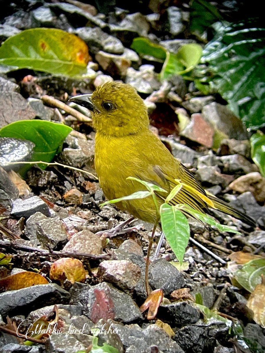 Carmiol's Tanager - ML627409291