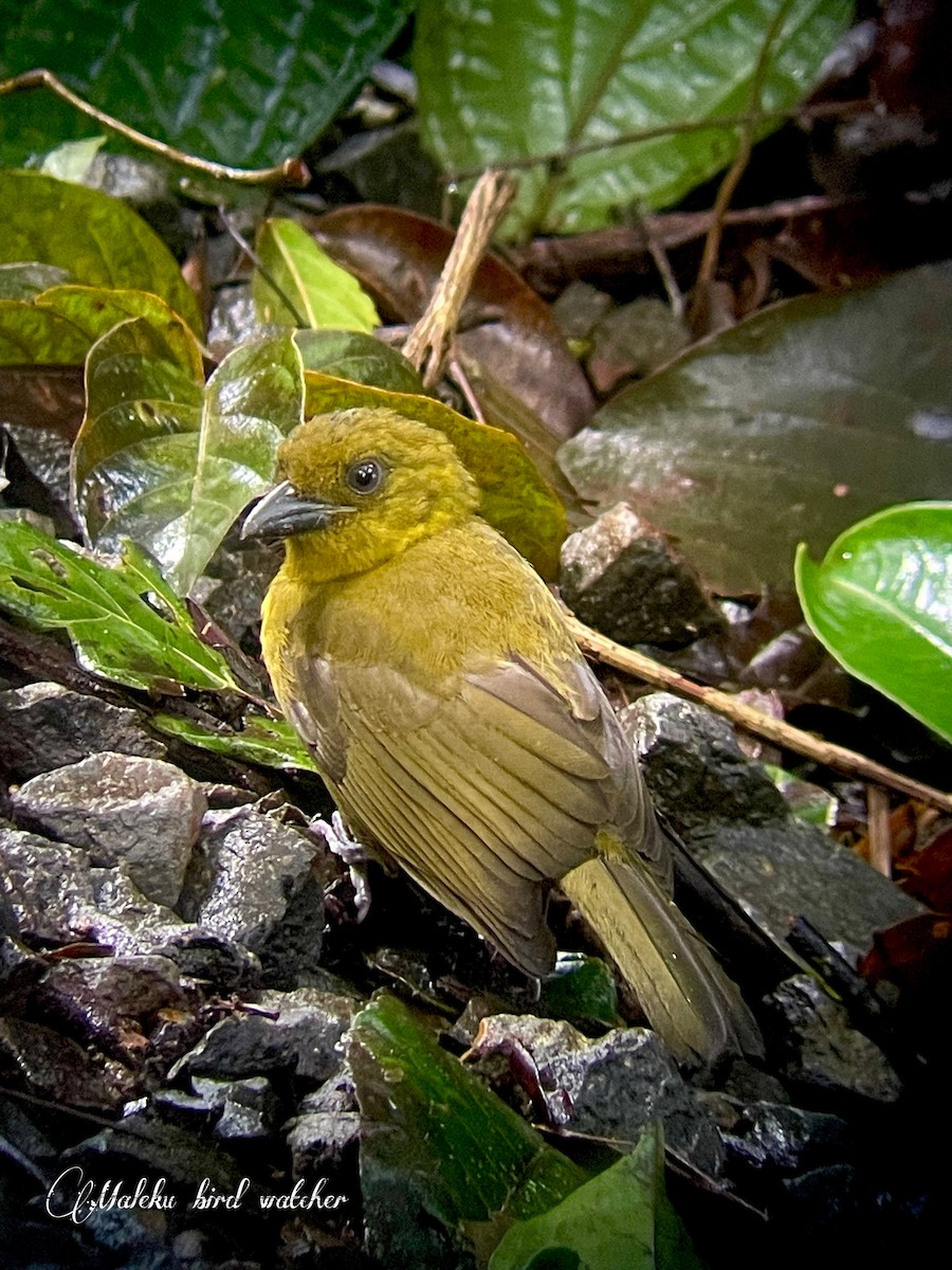 Carmiol's Tanager - ML627409292